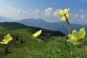 12 Pulsatilla alpina sulfurea con vista sui Piani dell'Avaro e  in Venturosa